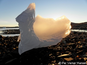 Drage strandet i vandkanten